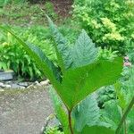 Filipendula rubra Leaf
