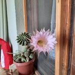 Echinopsis oxygona Λουλούδι