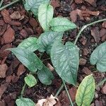 Monstera siltepecana Leaf