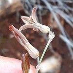 Dipcadi brevifolium Flor
