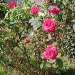 Rosa × odorata عادت