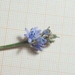 Hyacinthoides lingulata Kvet