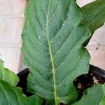 Gerbera spp. Leaf