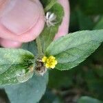 Synedrella nodiflora Feuille