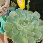 Echeveria australis Leaf