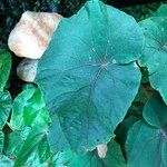 Begonia handelii Folha