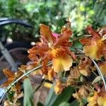 Oncidium crocidipterum Virág