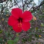 Hibiscus rosa-sinensisŽiedas