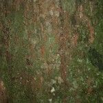 Glycydendron amazonicum പുറംതൊലി