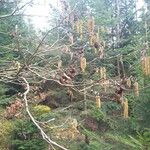 Alnus glutinosa Frukto
