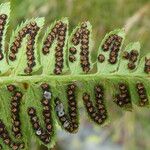 Polystichum lonchitis Плод