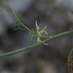 Ptychotis saxifraga Likasa