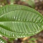 Henriettea duckeana Leaf