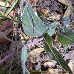 Asclepias humistrata Hoja