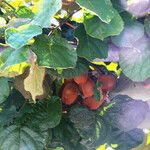 Actinidia chinensis Fruit