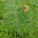 Angelica atropurpurea Hoja