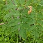 Angelica atropurpurea Листок