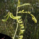 Astragalus pelecinus Sonstige