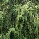 Cupressus nootkatensis Folha