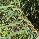 Phragmites australis Folha