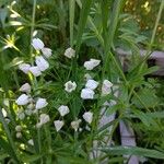 Triteleia hyacinthina ᱵᱟᱦᱟ