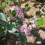 Escallonia laevis Flower