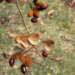 Schleichera oleosa Fruit