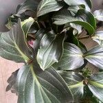 Medinilla intermedia Leaf