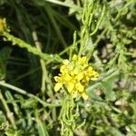 Sisymbrium austriacum Fruit