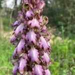 Himantoglossum robertianum Flower