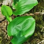 Maianthemum canadense Hoja