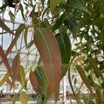 Corymbia ficifolia Leaf