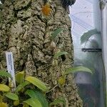 Bulbophyllum cupreum Habit