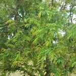 Tamarindus indica 整株植物