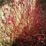 Gaura lindheimeriLeaf