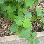 Sparrmannia africana ഇല