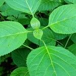 Collinsonia canadensis Hoja