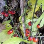 Solanum dulcamara Плід