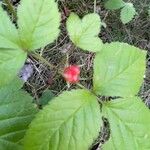 Rubus saxatilis Ffrwyth