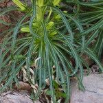 Campanula speciosa পাতা