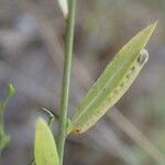 Linum trigynum Leaf