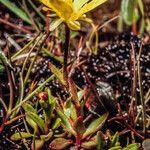 Saxifraga hirculus Buveinė