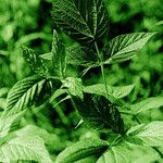 Rubus nessensis Leaf
