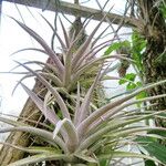 Tillandsia chiapensis List