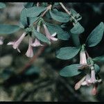 Symphoricarpos longiflorus Лист