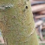 Salix acutifolia Corteza