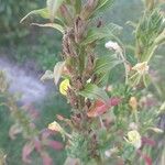 Oenothera parviflora 树皮