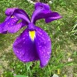 Iris ensata Квітка