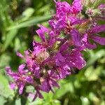 Lythrum salicaria Fiore