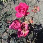 Rosa × odorata Çiçek